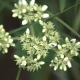 Photos of plants with white bloom