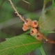 Photos of fruits and seeds