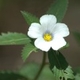 Photos of plants with white bloom