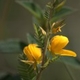 Photos of plants with yellow or golden bloom