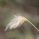 Photos of herbaceous or grasses plants type