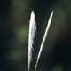 Photos of herbaceous or grasses plants type