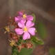 Photos of plants with pink or purple bloom