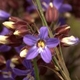 Photos of plants with blue bloom