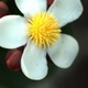 Photos of plants with white bloom