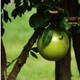 Photos of fruits and seeds