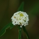 Photos of plants with white bloom