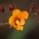 Photos of plants with orange bloom