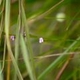 Photos of plants with pink or purple bloom