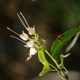 Photos of plants with white bloom