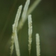 Photos of herbaceous or grasses plants type