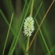 Photos of plants with white bloom