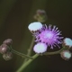 Photos of plants with pink or purple bloom