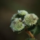 Photos of plants with white bloom