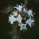 Photos of plants with white bloom