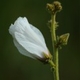 Photos of plants with white bloom