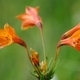 Photos of plants with orange bloom