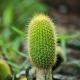 Photos of cacti and particular plants