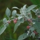 Photos of fruits and seeds