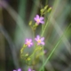 Photos of plants with pink or purple bloom