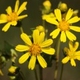 Photos of plants with yellow or golden bloom