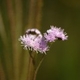 Photos of plants with pink or purple bloom