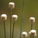 Photos of plants with white bloom