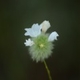 Photos of plants with white bloom