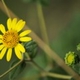 Photos of plants with yellow or golden bloom