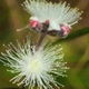 Photos of plants with white bloom