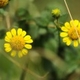 Photos of plants with yellow or golden bloom