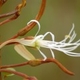 Photos of plants with white bloom