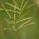 Photos of herbaceous or grasses plants type