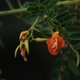 Photos of plants with orange bloom