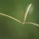 Photos of herbaceous or grasses plants type