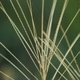 Photos of herbaceous or grasses plants type