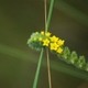 Photos of plants with yellow or golden bloom