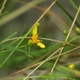 Photos of plants with yellow or golden bloom