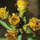 Photos of plants with yellow or golden bloom