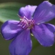 Photos of plants with blue bloom