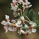 Photos of plants with white bloom