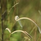 Photos of herbaceous or grasses plants type