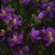 Photos of plants with pink or purple bloom