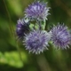 Photos of plants with blue bloom