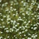 Photos of plants with white bloom