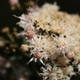 Photos of plants with white bloom