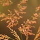 Photos of herbaceous or grasses plants type