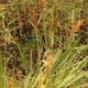 Photos of herbaceous or grasses plants type