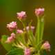 Photos of plants with pink or purple bloom