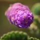 Photos of plants with pink or purple bloom